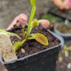 Dionaea Dracula x Purple Giant – Image 2