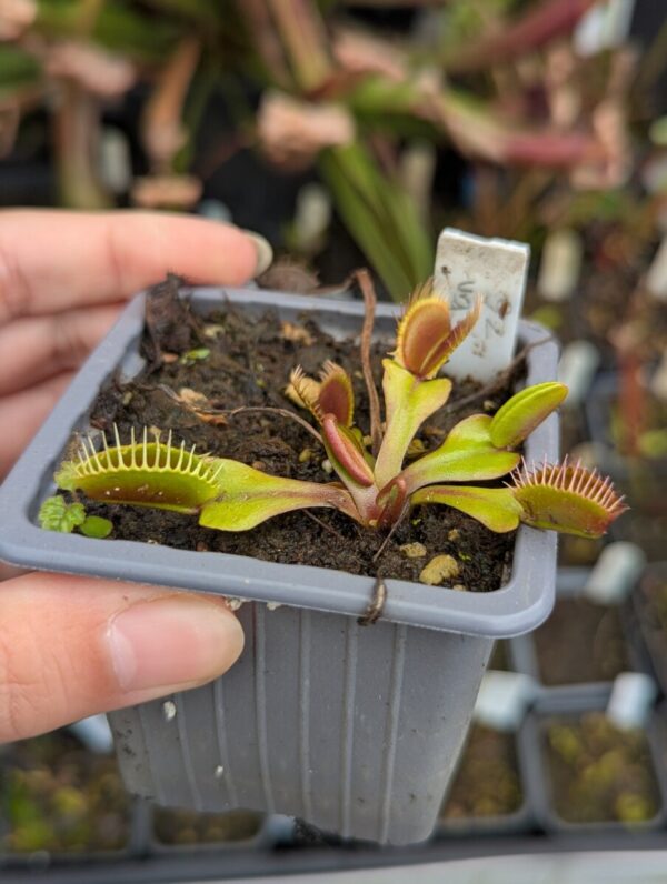 Dionaea Titan Z6