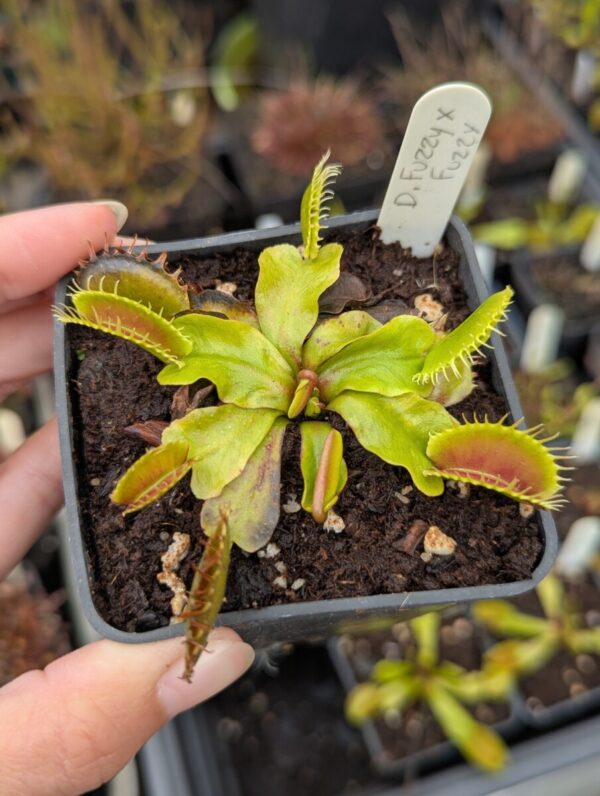 Dionaea Fuzzy Tooth x Fuzzy Tooth
