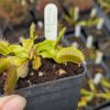 Dionaea Fuzzy Tooth x Fuzzy Tooth – Image 2