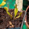 Lot 1 : D. Dracula x Purple Giant + D. Trev’s Red Dentate + D. Microdent – Image 2
