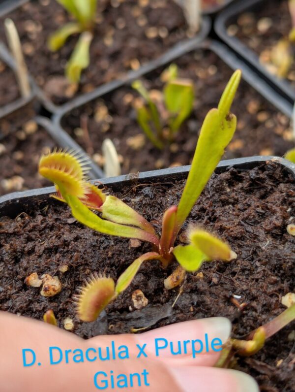 Lot 2 : D. Dracula x Purple Giant + D. Vitiligo + D. Giant Clam