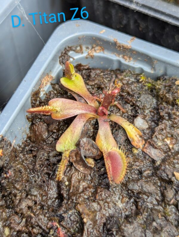 Lot 4 : D. Dracula x Purple Giant + D. Titan z6 + D. Coquillage