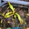 Lot 4 : D. Dracula x Purple Giant + D. Titan z6 + D. Coquillage – Image 2