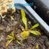 Lot 6 : D. Microdent + D. Cross Teeth + D. Phalanx – Image 3