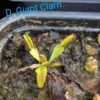 Lot 5 : D. Trev’s Red Dentate + D. Giant Clam + D. Vitiligo – Image 3
