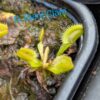 Lot 7 : D. Coquillage + D. Scarlatine + D. Giant Clam – Image 3