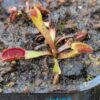 Lot 3 : D. Dracula x Purple Giant + D. Scarlatine + D. Sawtooth – Image 3
