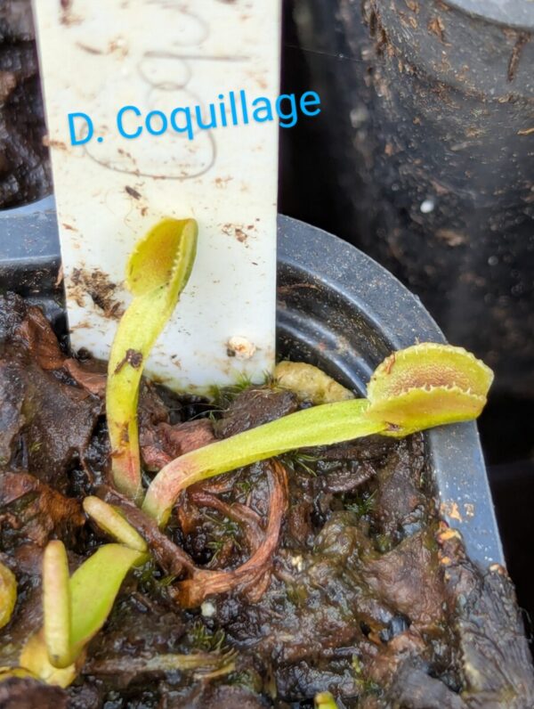 Lot 7 : D. Coquillage + D. Scarlatine + D. Giant Clam