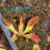 Lot 3 : D. Dracula x Purple Giant + D. Scarlatine + D. Sawtooth – Image 2