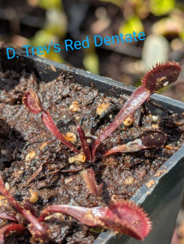 Lot 1 : D. Dracula x Purple Giant + D. Trev’s Red Dentate + D. Microdent