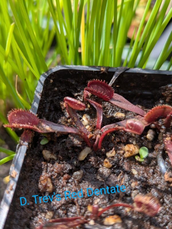 Lot 5 : D. Trev’s Red Dentate + D. Giant Clam + D. Vitiligo