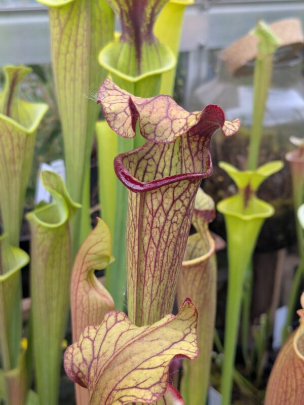 Sarracenia Alata x Lynda butt