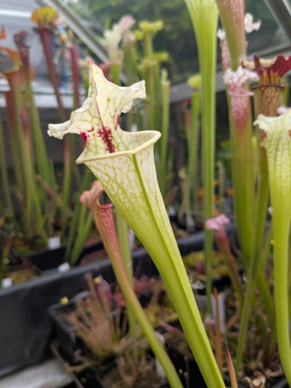 Sarracenia Wilkerson x white knight