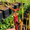 Sarracenia flava var. atropurpurea -- (F196c, Msrba) – Image 7