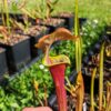 Sarracenia flava var. atropurpurea -- (F196c, Msrba) – Image 8
