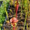 Sarracenia flava var. atropurpurea -- (F196c, Msrba) – Image 10