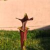 Sarracenia flava var. atropurpurea -- (F196c, Msrba) – Image 4
