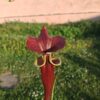 Sarracenia flava var. atropurpurea -- (F196c, Msrba) – Image 6