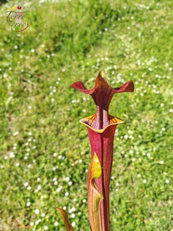 Sarracenia flava var. atropurpurea -- (F196c, Msrba)