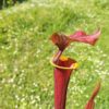 Sarracenia flava var. atropurpurea -- (F196c, Msrba) – Image 2