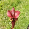 Sarracenia flava var. atropurpurea -- (F196c, Msrba) – Image 3