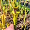 Sarracenia flava var. rugelii -- copper tinged in early growth, Milton, FL W (F17, MK) – Image 2