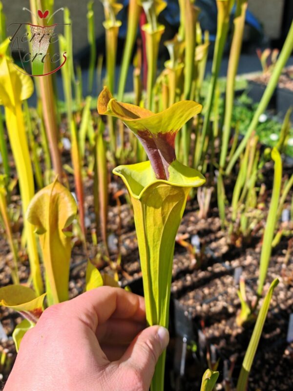 Sarracenia flava var. rugelii -- copper tinged in early growth, Milton, FL W (F17, MK)