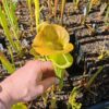 Sarracenia flava var. rugelii -- copper tinged in early growth, Milton, FL W (F17, MK) – Image 3