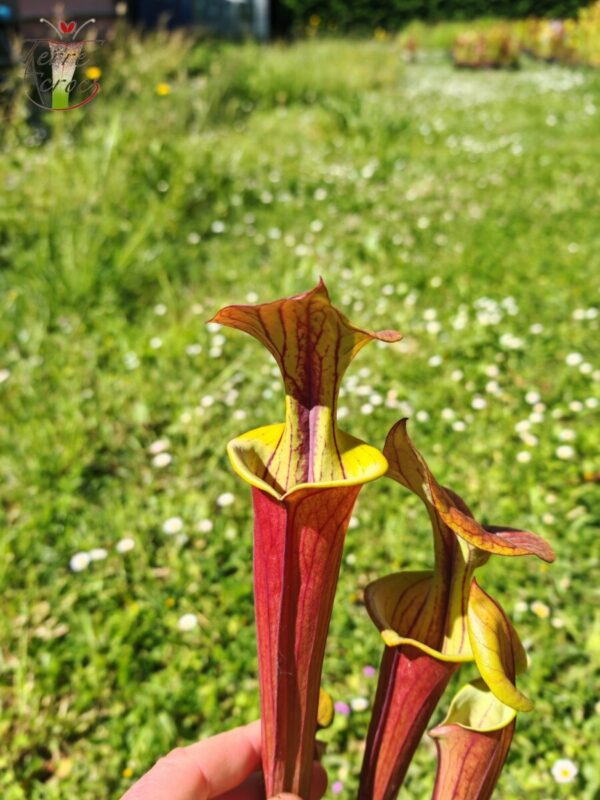 Sarracenia flava var. cuprea (probablement hybridé avec flava. var. rubricorpora)(GB)