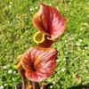 Sarracenia flava var. cuprea (probablement hybridé avec flava. var. rubricorpora)(GB) – Image 3