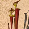Sarracenia flava var. cuprea (probablement hybridé avec flava. var. rubricorpora)(GB) – Image 4