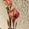 Sarracenia flava var. cuprea (probablement hybridé avec flava. var. rubricorpora)(GB) – Image 5