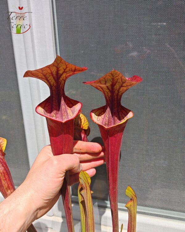 Sarracenia x "Orpaillage"