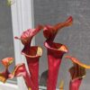 Sarracenia x "Orpaillage" – Image 2