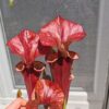 Sarracenia x "Orpaillage" – Image 3
