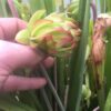 Sarracenia Leucophylla Tarnok - Image 2