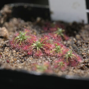 Drosera Patens