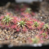 Drosera Patens – Image 2