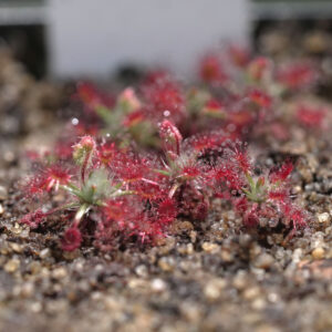 Drosera Roseana