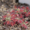 Drosera Roseana