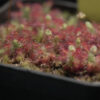 Drosera Spilos – Image 3