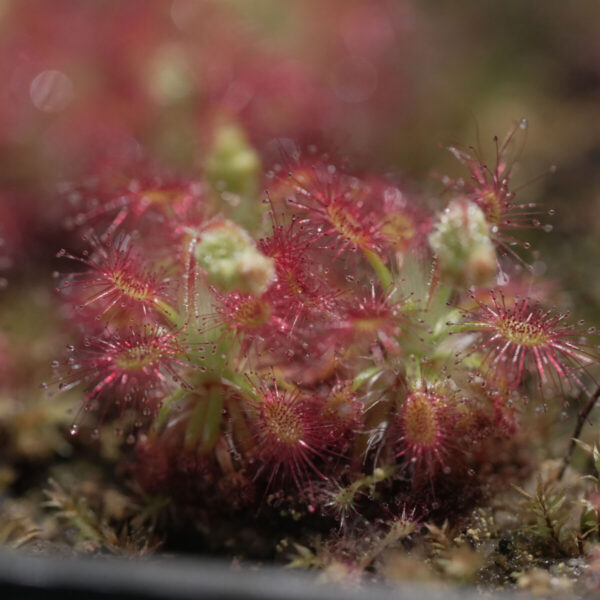Drosera Spilos