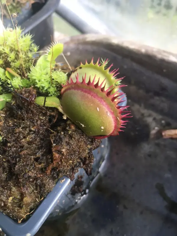 Dionaea Muscipula Jaws cultivar