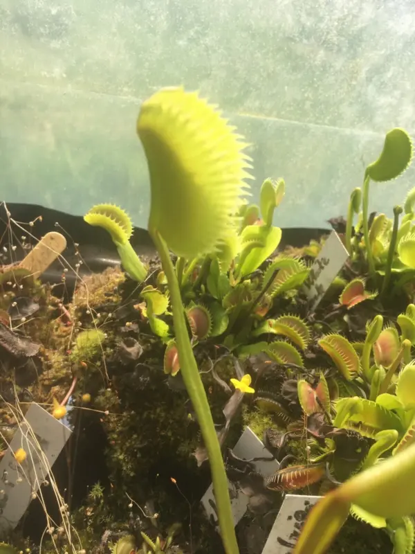 dionaea muscipula La Grosse À Guigui Clone Géant cultivar