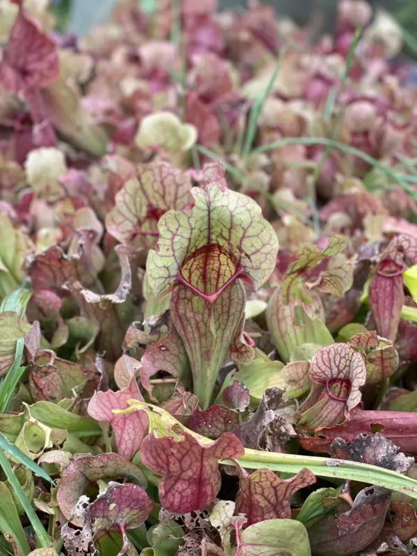 Sarracenia Purpurea Venosa Giant size Taille géante