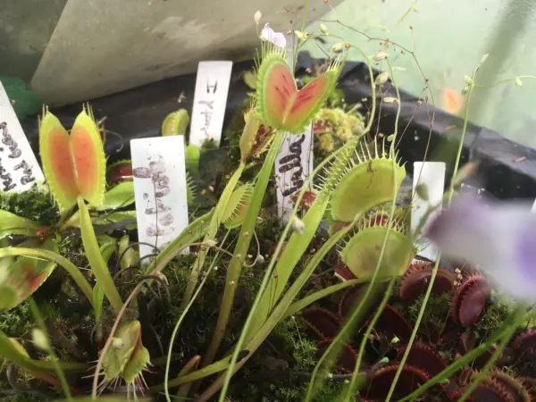 dionaea muscipula Long Petiole Size L cultivar