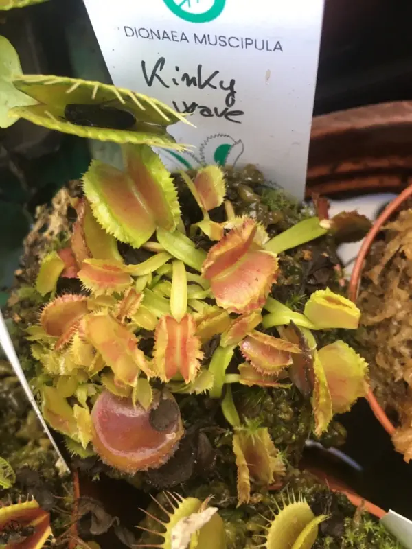 dionaea muscipula Kinky Wave cultivar