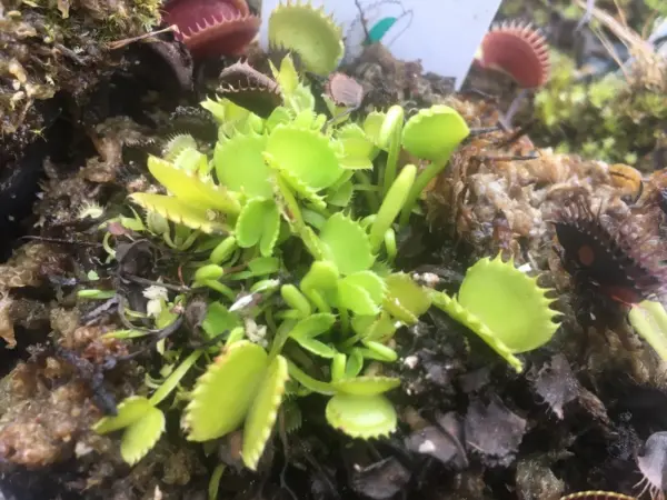 dionaea muscipula werewolf cultivar