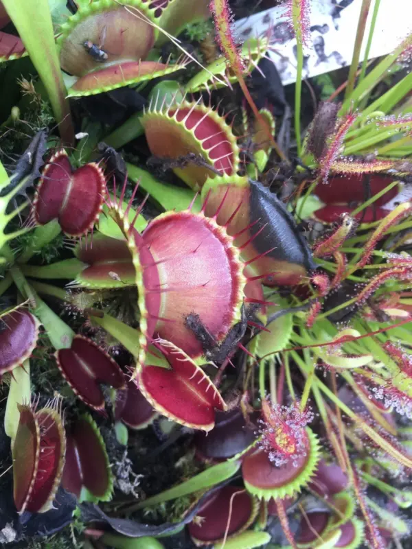 dionaea muscipula Big red giant teeth cultivar